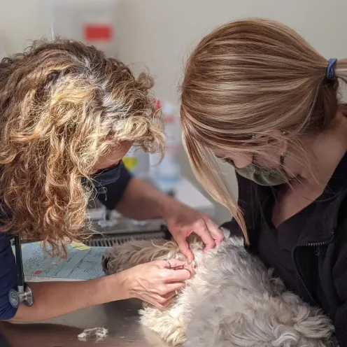 Patient being examined by staff at Henniker Veterinary Hospital